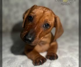 Miniature Dachshund Puppies for Sale in MD Lancaster Puppies
