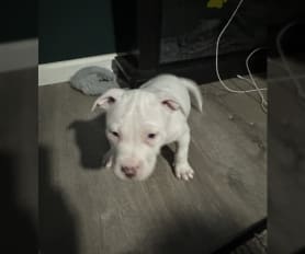 Apbt puppies for sale 2025
