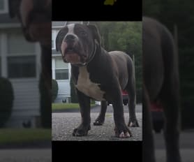 Micro bully puppies for sale on sale