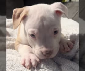 Akc registered pitbulls for sale store