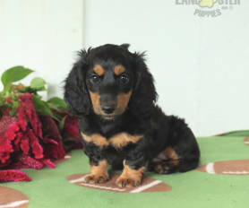 Dachshund long hair for sale store
