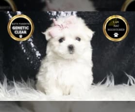 Maltese toy dog for sale online