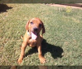 Akc Blue Ch Lines Rhodesian Ridgeback Puppy for Sale in Carney OK Lancaster Puppies