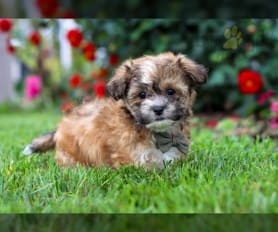 Havanese teddy bear puppies for sale hotsell