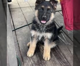 German Shepherd Puppies for Sale Lancaster Puppies