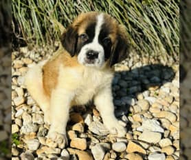 Saint Bernard Puppies for Sale Lancaster Puppies