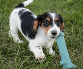Miniature Dachshund Puppies for Sale in IL Lancaster Puppies