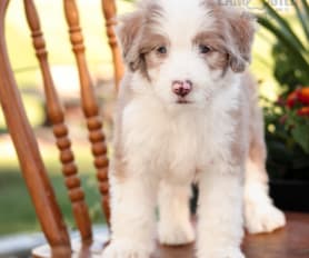 Merle mini aussiedoodle for sale hotsell