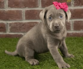 Baby chocolate lab for sale cheap