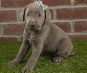 Labrador Retriever Puppies for Sale in OH Lancaster Puppies