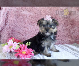 Chocolate morkie puppies for sale store
