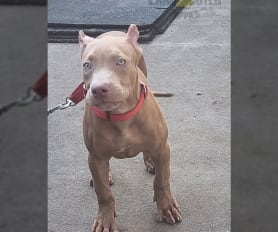 Lilac pitbull puppies for sale shop