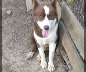 Siberian Husky Puppies for Sale Lancaster Puppies
