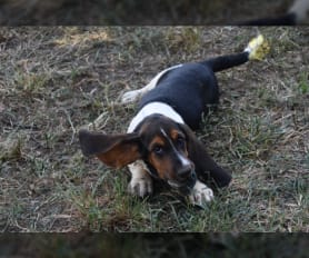 Akc basset hound puppies for sale online