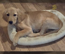 Large golden retriever puppies for sale new arrivals
