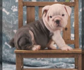 Blue merle english bulldog puppies for sale sales