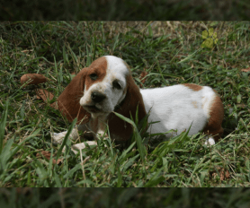 Long haired basset hound puppies for sale discount
