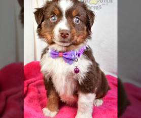 Mini australian shepherd puppies for sale hot sale