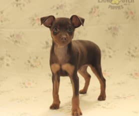 Miniature Pinscher Puppies for Sale Lancaster Puppies