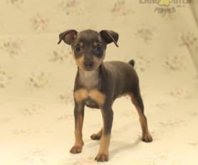 Chi pin puppies store