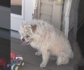 Dogs under 200 dollars near me online