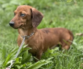 Miniature Dachshund Mix Puppies for Sale Lancaster Puppies