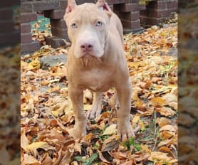 Blue nose bully for sale online