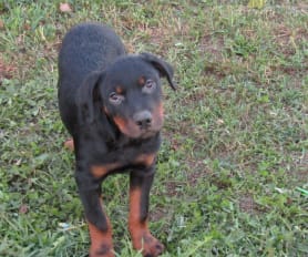 A&r kennels sales