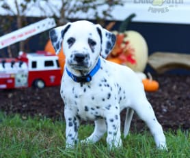 Long coat dalmatian puppies for sale online