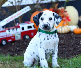 Long haired dalmatian puppy for sale sales