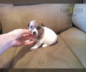 Akc jack russell puppies for sale on sale