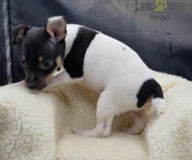 Miniature fox terrier puppies deals