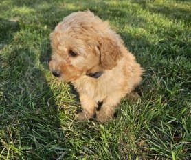Miniature Poodle Puppies for Sale Lancaster Puppies