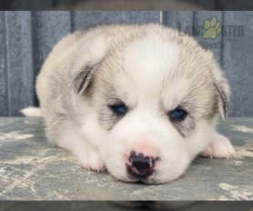 Long haired husky puppies for sale sales