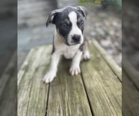 Bully dog puppies for sale hotsell