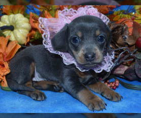 Blue merle dachshund for sale online