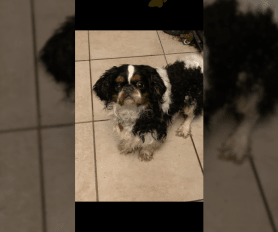 English toy spaniels for adoption online