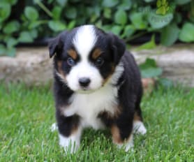 Dd mini toy aussies on sale
