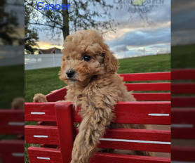 Cinnamon miniature poodle for sale sale