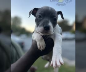 American Pit Bull Terrier Puppies for Sale Lancaster Puppies