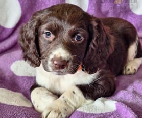 English Springer Spaniel Puppies for Sale Lancaster Puppies