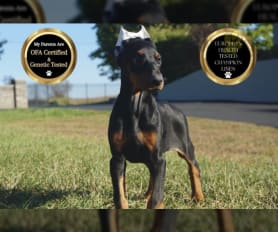 Akc doberman puppies for sale sales
