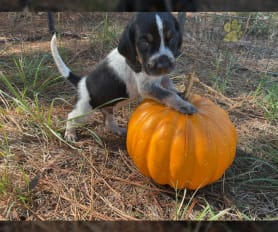English coonhound puppies for sale sales