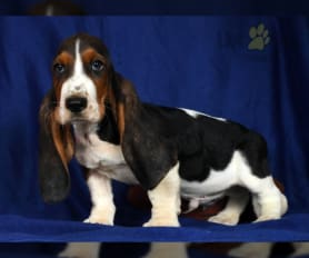 Akc basset hound puppies for sale hotsell
