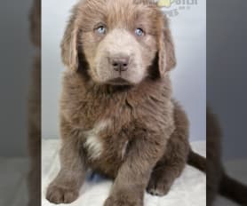 Chocolate newfoundland puppies for sale on sale