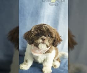 Shih Tzu Puppies for Sale Lancaster Puppies