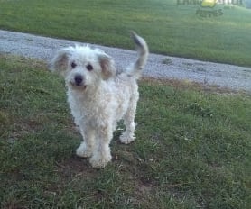 Havanese toy poodle mix puppies for sale hot sale