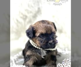 Morkie Puppies for Sale Lancaster Puppies