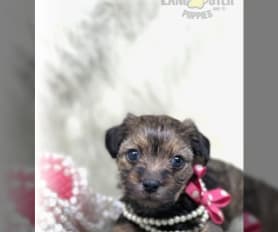 Chocolate morkie puppies for sale cheap