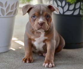 American Bully Puppies for Sale Lancaster Puppies